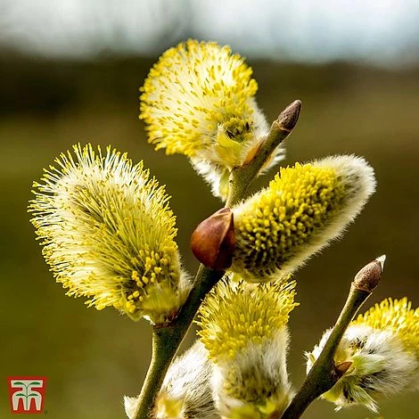 Pussy Willow (Hedging) - Image 5