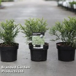 Thujopsis Dolabrata 'Variegata'