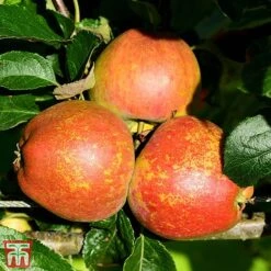Apple 'Kidd's Orange Red'