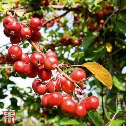 Crab Apple 'Gorgeous'