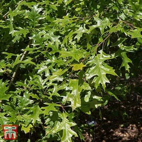 Quercus Palustris 'Green Pillar'