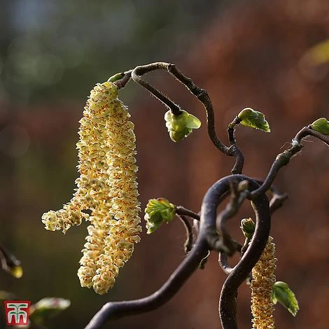 Corylus Avellana 'Twister' - Image 2