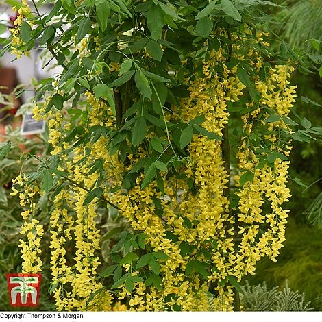 Laburnum X Watereri 'Vossii' - Image 2