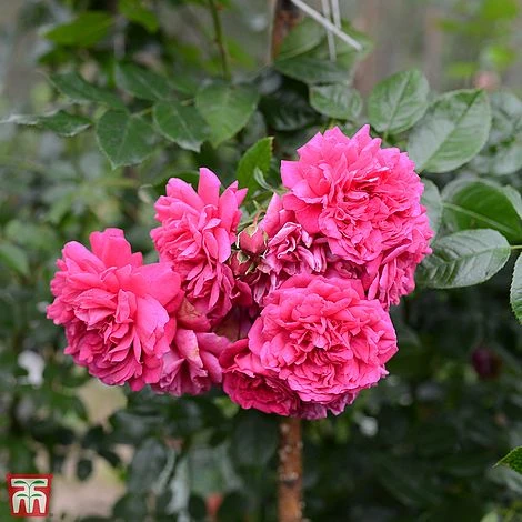 Rose 'Laguna' (Climbing Hybrid Tea) - Image 2