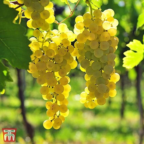Grape 'Chasselas Doré' - Image 2