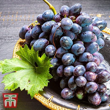 Grape 'Muscat Hamburg' - Image 2