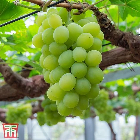 Grape 'Muscat Of Alexandria' - Image 2