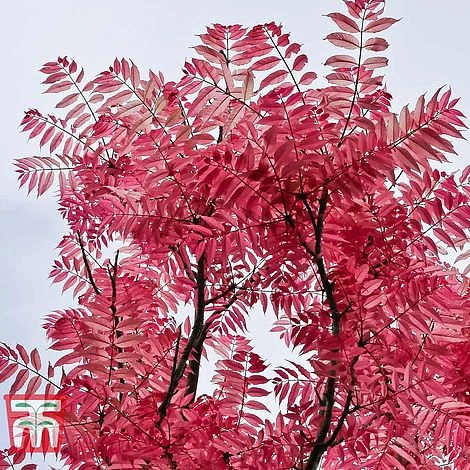 Toona Sinensis 'Flamingo' - Image 3