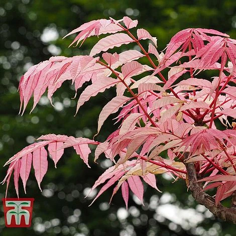 Toona Sinensis 'Flamingo'