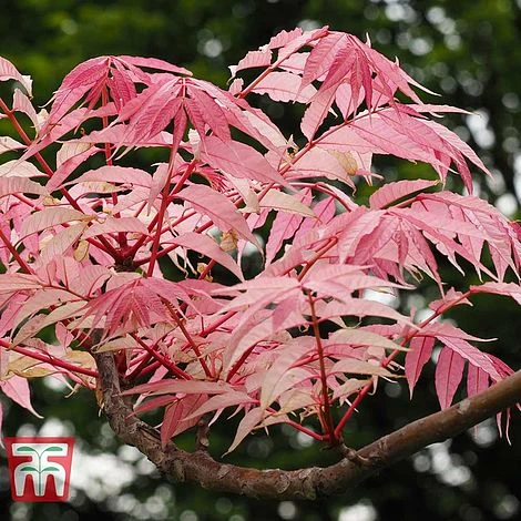Toona Sinensis 'Flamingo' - Image 2