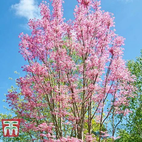 Toona Sinensis 'Flamingo' - Image 4