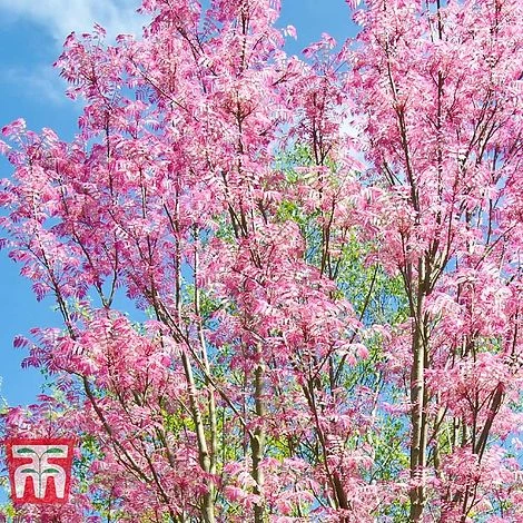 Toona Sinensis 'Flamingo' - Image 5