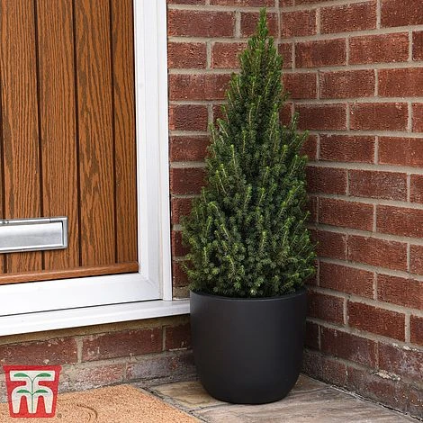 Potted Christmas Tree - Picea Perfecta - Gift - Image 2