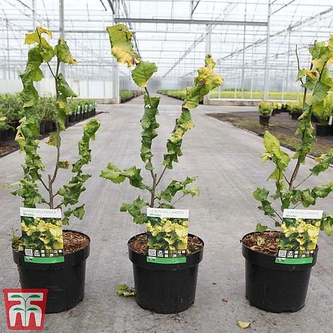 Ulmus X Hollandica 'Wredei' - Image 2