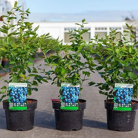 Blueberry 'Bluejay' - Image 2