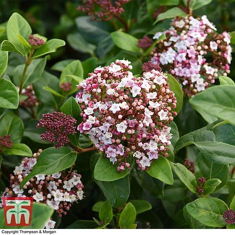 Viburnum Tinus 'Lisarose' - Image 5