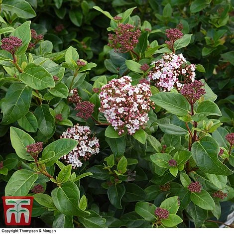 Viburnum Tinus 'Lisarose' - Image 6