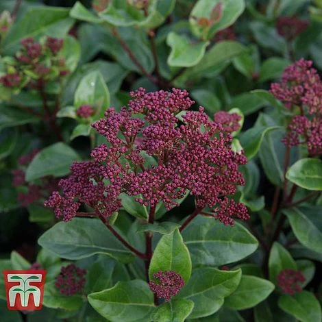 Viburnum Tinus 'Lisarose' - Image 4