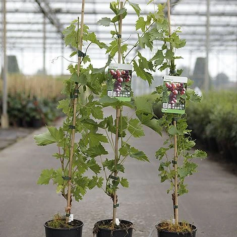 Grape 'Cardinal' - Image 2