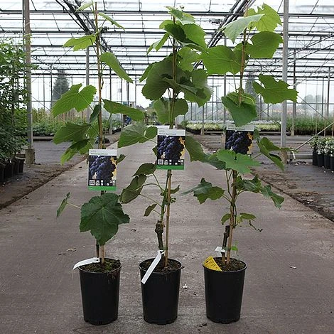 Grape 'Venus' - Image 2