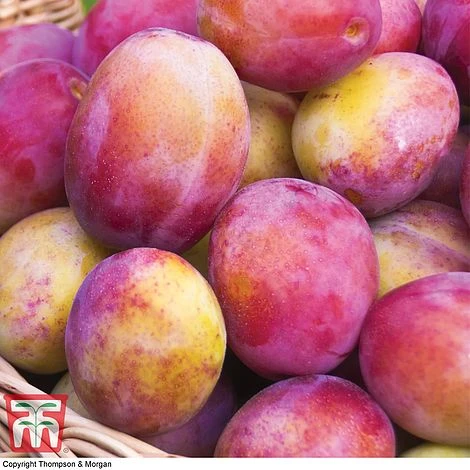 Premium Patio Standard Collection - Image 3