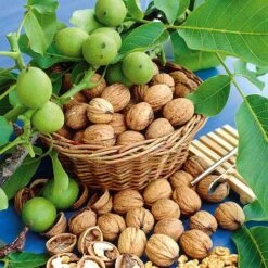 Walnut 'Lara'&reg;