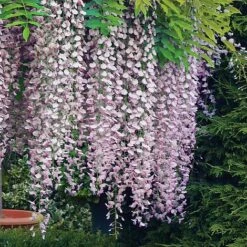 Wisteria Floribunda 'Rosea'