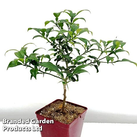 Yuzu Citrus Plant - Image 6