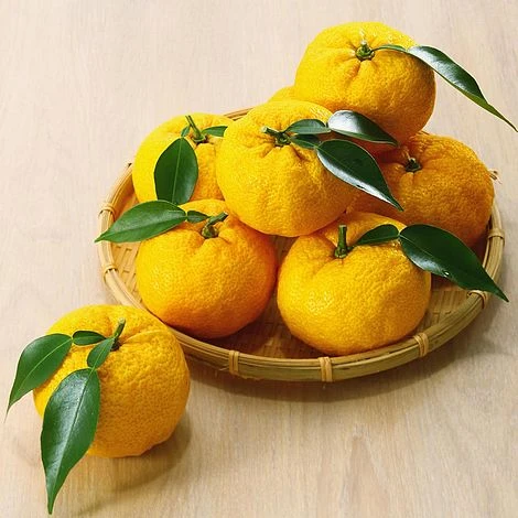 Yuzu Citrus Plant - Image 5