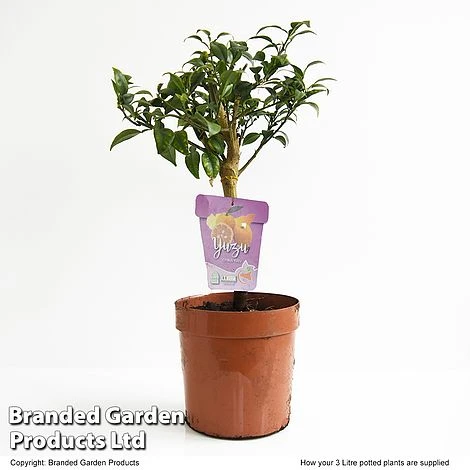 Yuzu Citrus Plant - Image 7