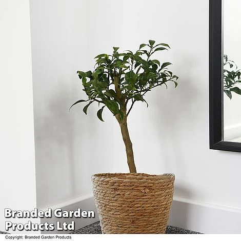 Yuzu Citrus Plant - Image 2