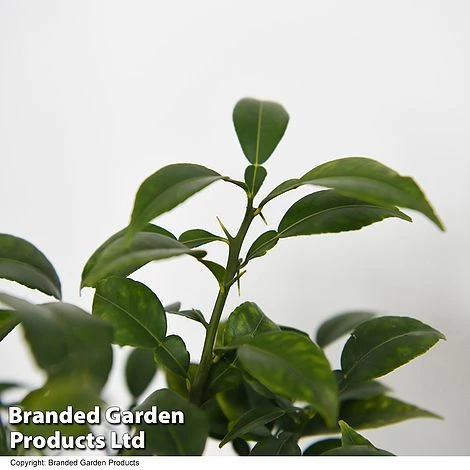 Yuzu Citrus Plant - Image 3