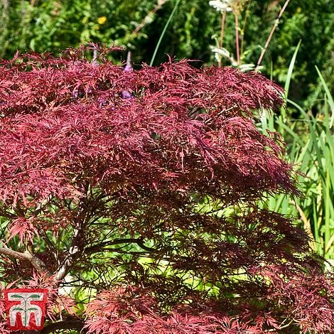 Acer Palmatum 'Inaba-shidare' - Image 2