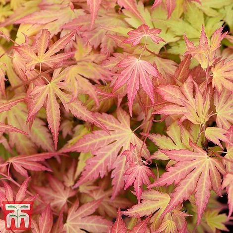 Acer Bold Duo - Image 2