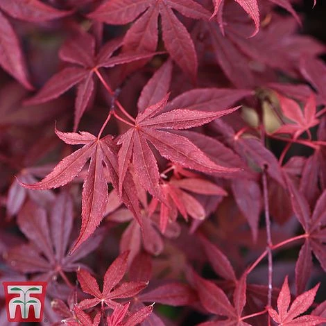 Acer Bold Duo - Image 3