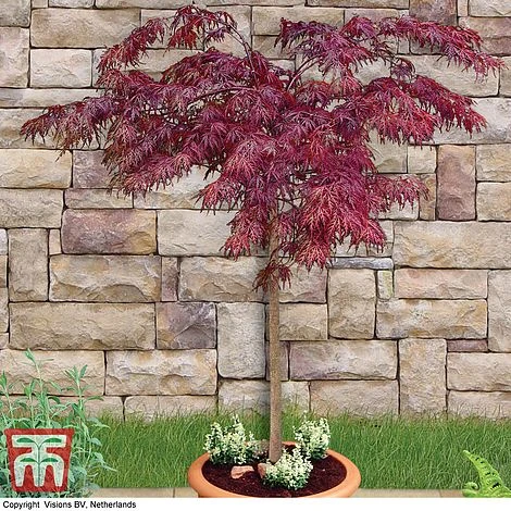 Acer Palmatum 'Garnet' - Image 3
