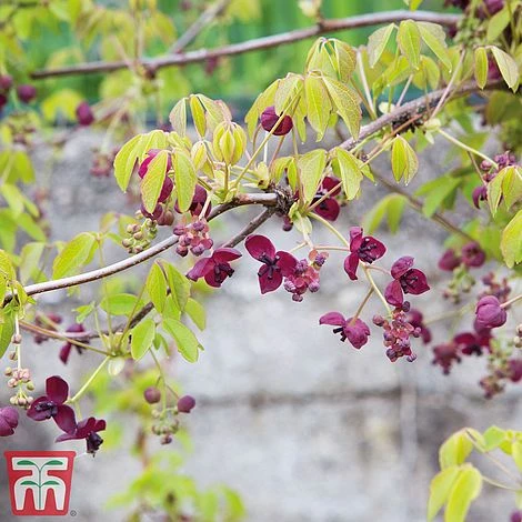 Akebia Quinata - Image 3