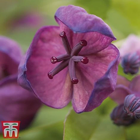 Akebia Quinata - Image 2