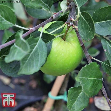 Apple Duo Patio Fruit Trees - Image 3