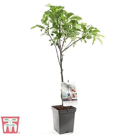 Apple Duo Patio Fruit Trees - Image 4