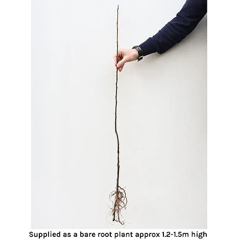 Cherry 'Stella' Bare Root - Image 2