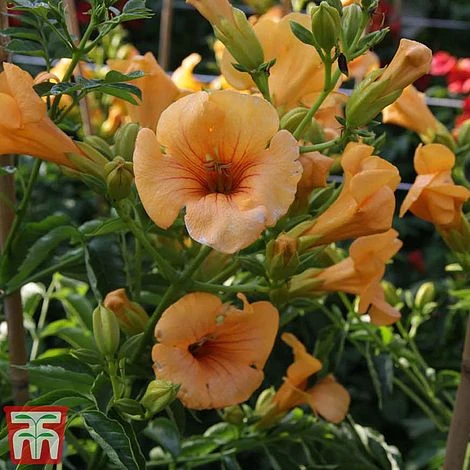 Campsis X Tagliabuana 'Summer Jazz - Gold' - Image 6