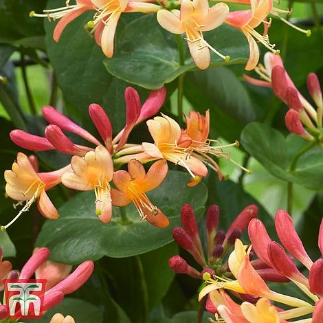 Honeysuckle 'Celestial' - Image 4