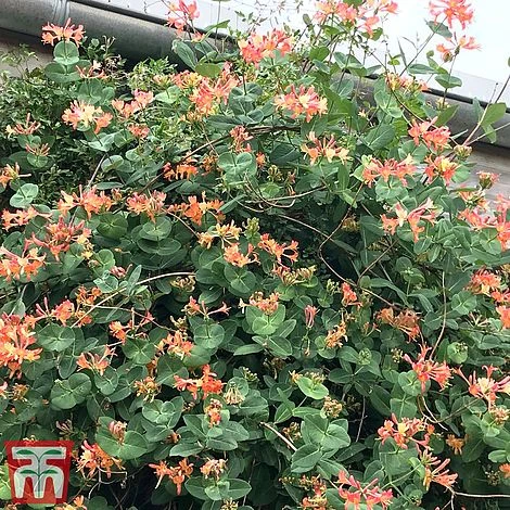 Honeysuckle 'Celestial' - Image 3