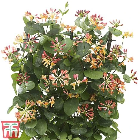 Honeysuckle 'Celestial' - Image 8