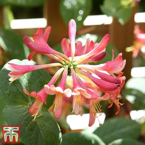Honeysuckle 'Celestial' - Image 7