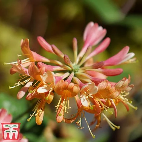 Honeysuckle 'Celestial' - Image 2