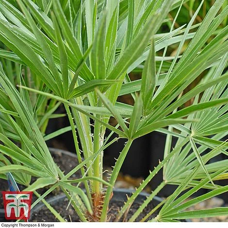 Chamaerops Humilis - Image 3