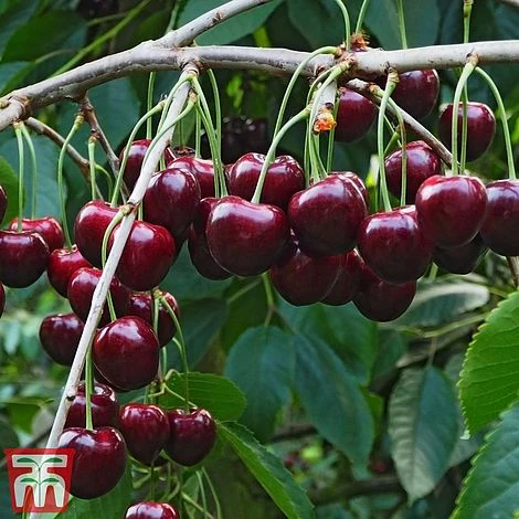 Cherry Patio Duo 'Hedelfinger & Dubbele Meikers' - Image 3