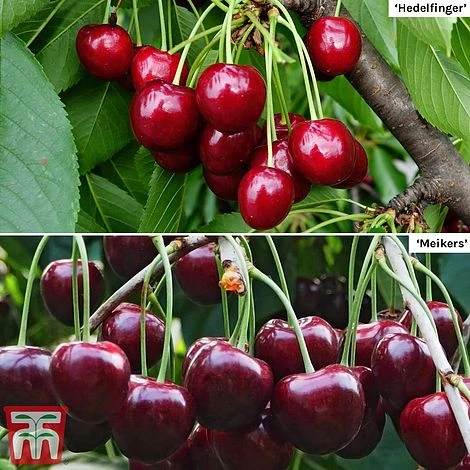 Cherry Patio Duo 'Hedelfinger & Dubbele Meikers'